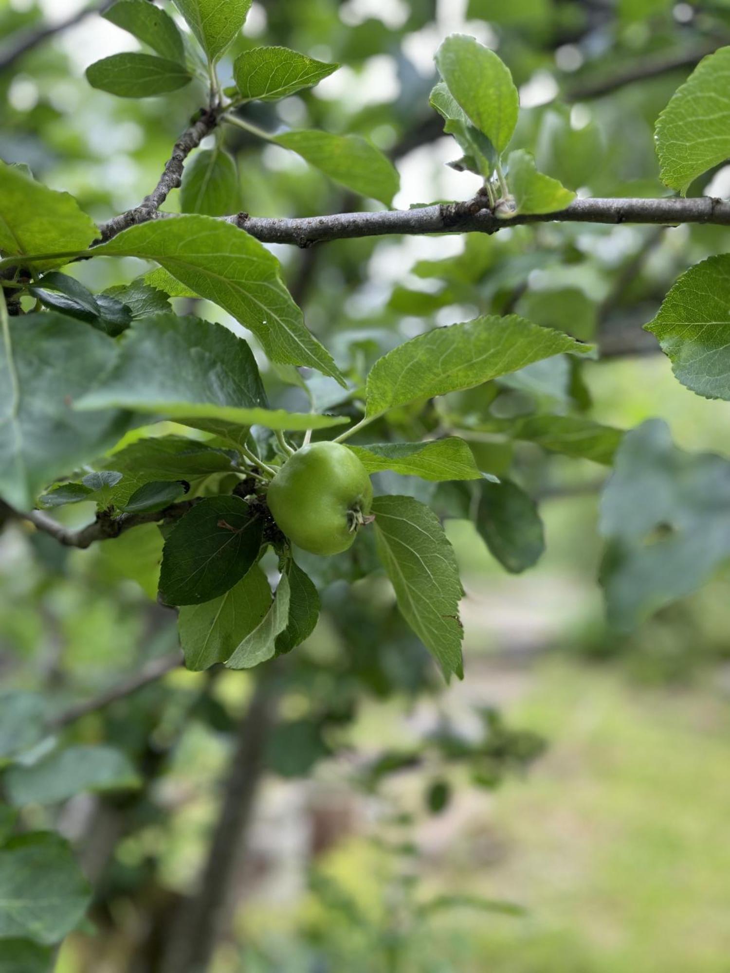 Apple Cottage Newton Stewart Esterno foto